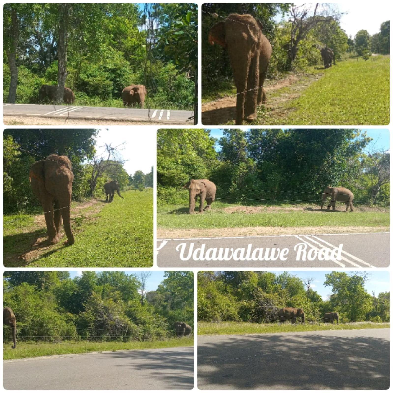 Peacock Villa Resort Udawalawe Rom bilde